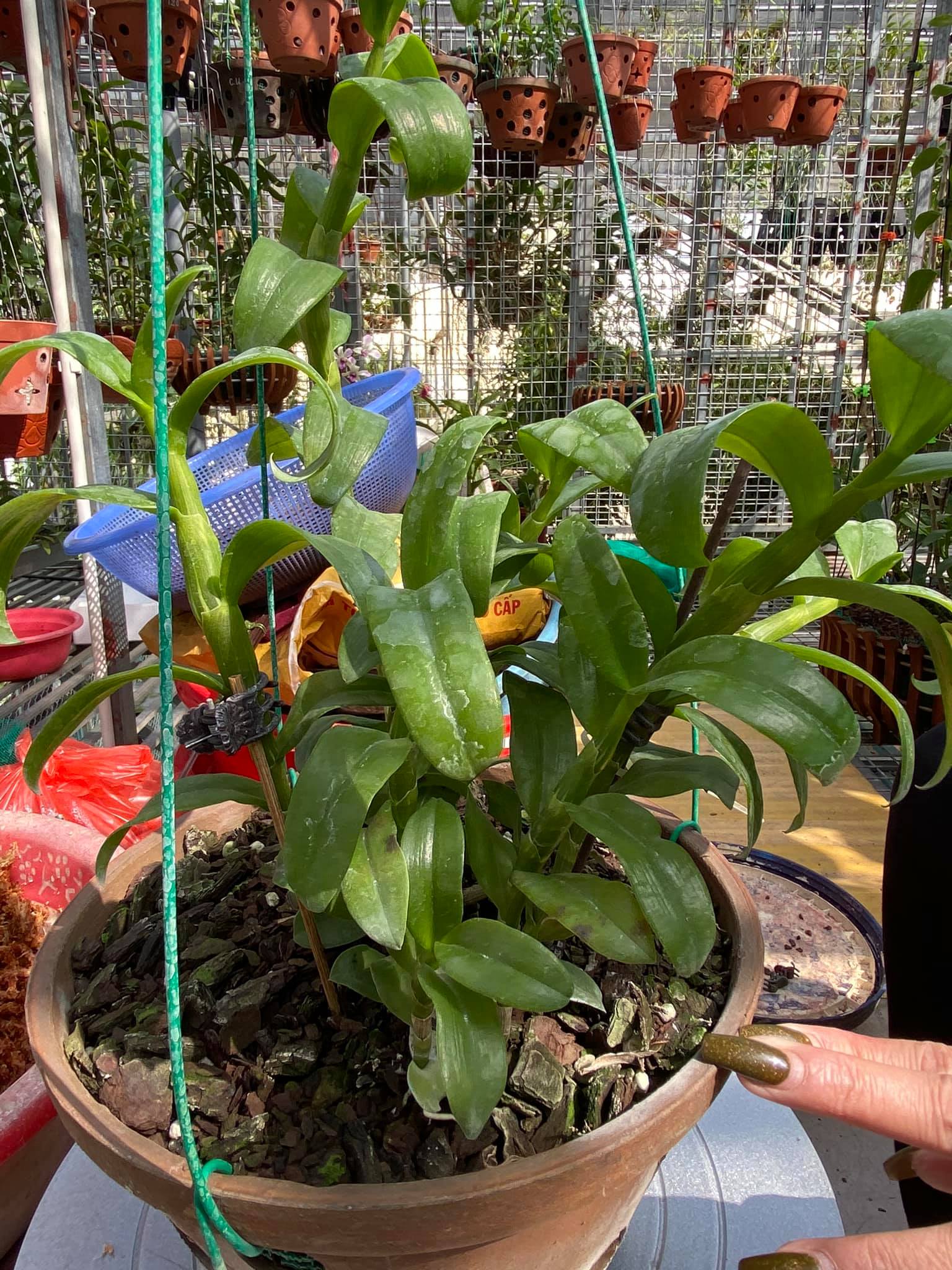 Hoa phong lan phi điệp 5ct phú thọ