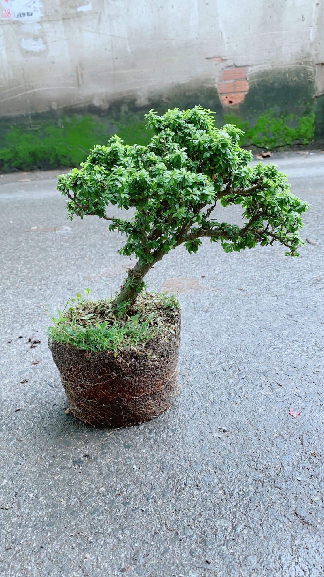 Cây Linh Sam Hạt Gạo Bonsai