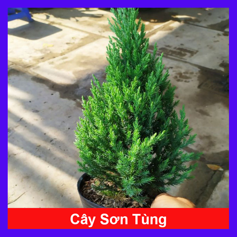 Cây Sơn Tùng - Cây cảnh trong nhà
