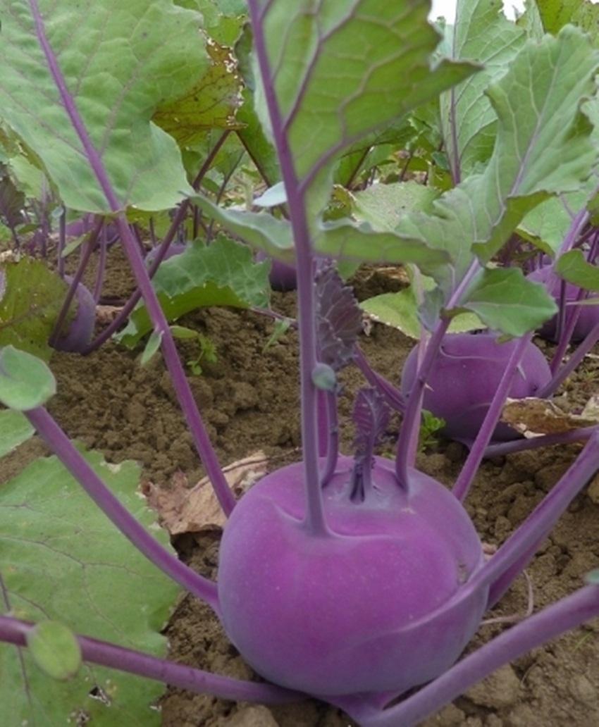 Hạt giống Củ su hào tím