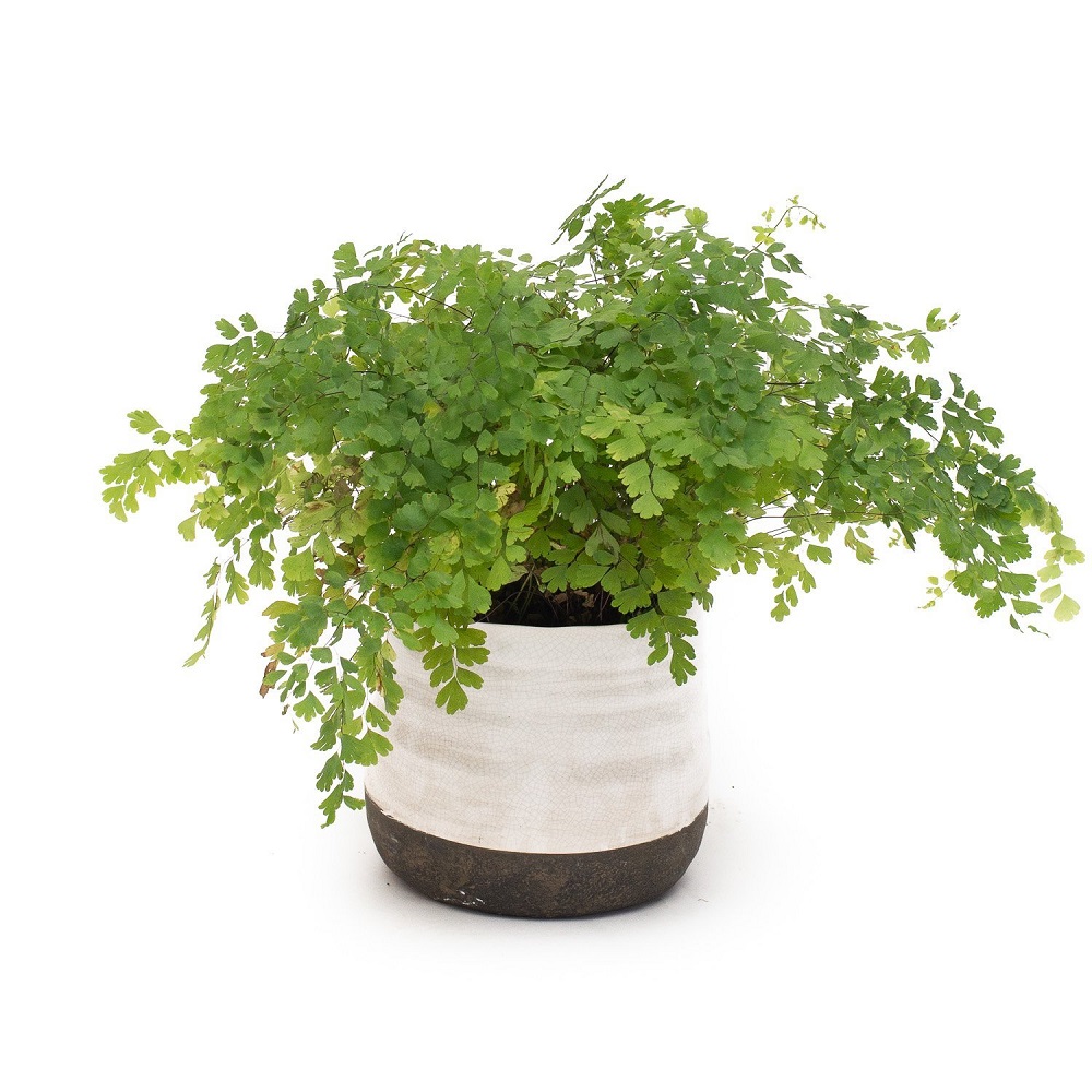 Cây Adiantum capillus-veneris (Dương Xỉ Tóc Thần Vệ Nữ) chậu men trắng