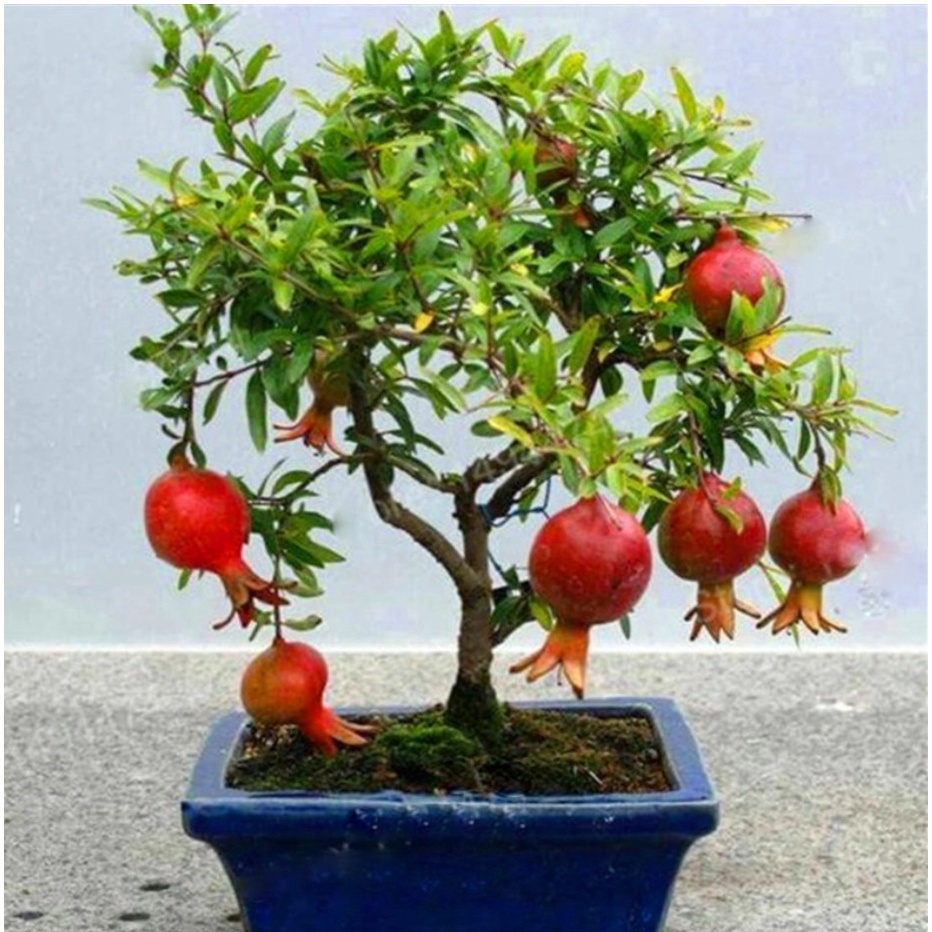 Cây lựu lùn ấn độ giống