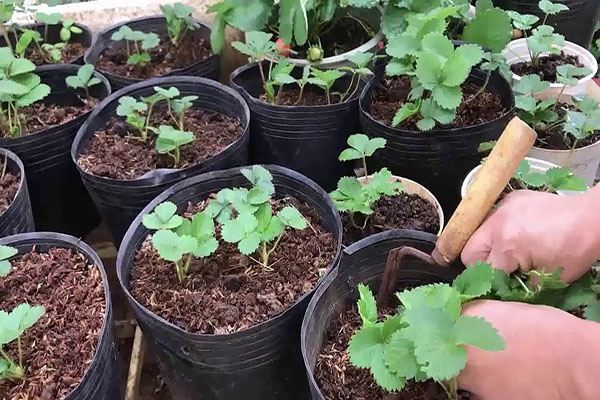 Hạt giống dâu tây đỏ gói 100 hạt