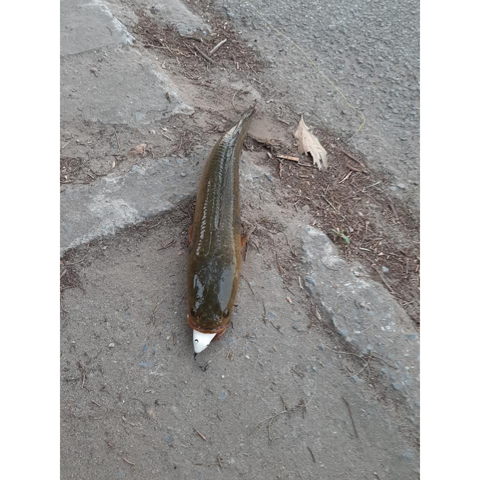 Mồi Lure Nhái Hơi TNQ – T1
