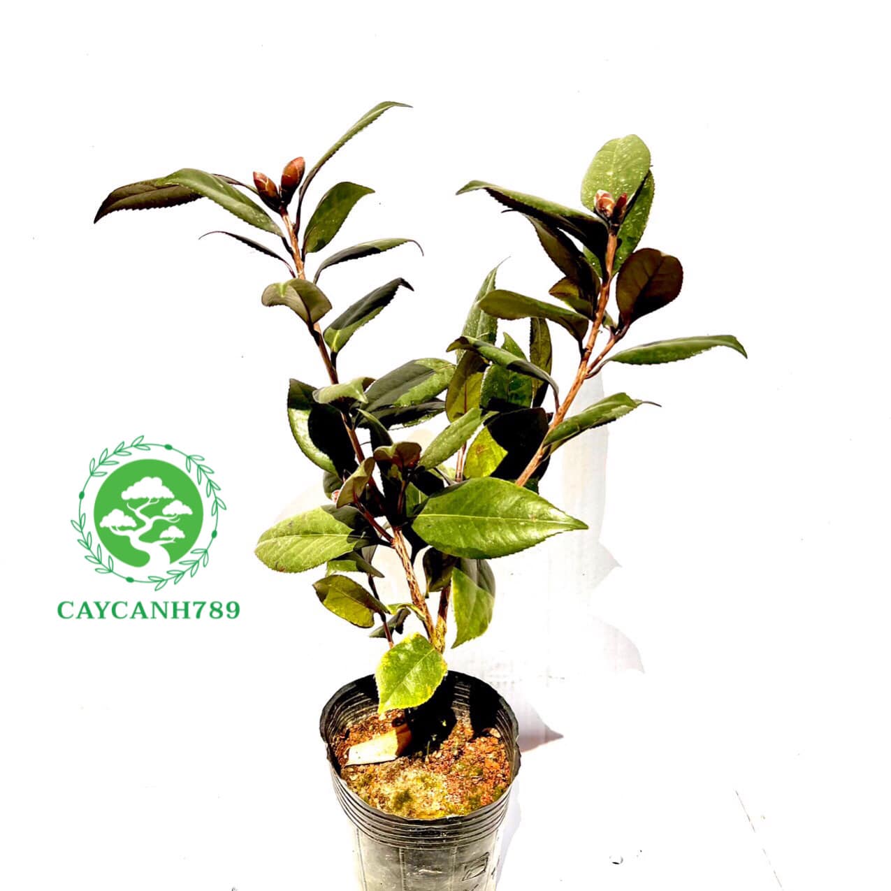 Cây trà my đỏ huyết long size trung cao 40cm