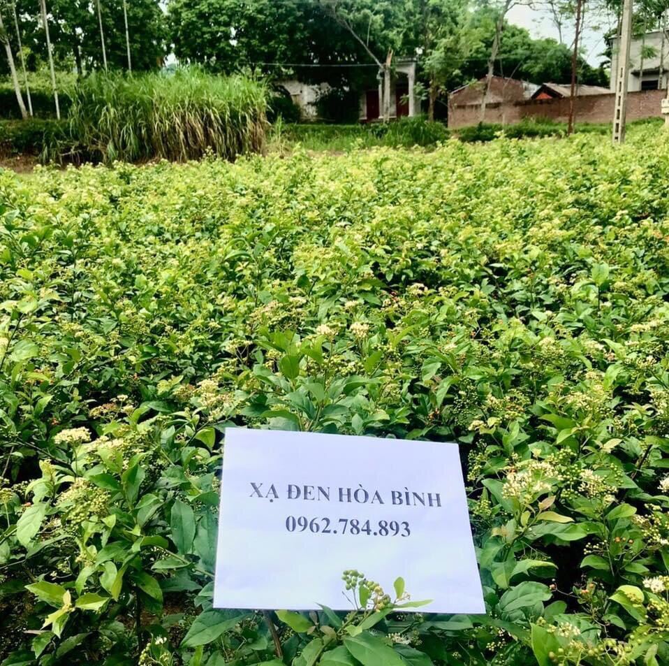 Combo 2kg Xạ đen Hoà Bình (cả thân và lá) -Đặc sản Hòa Bình 28