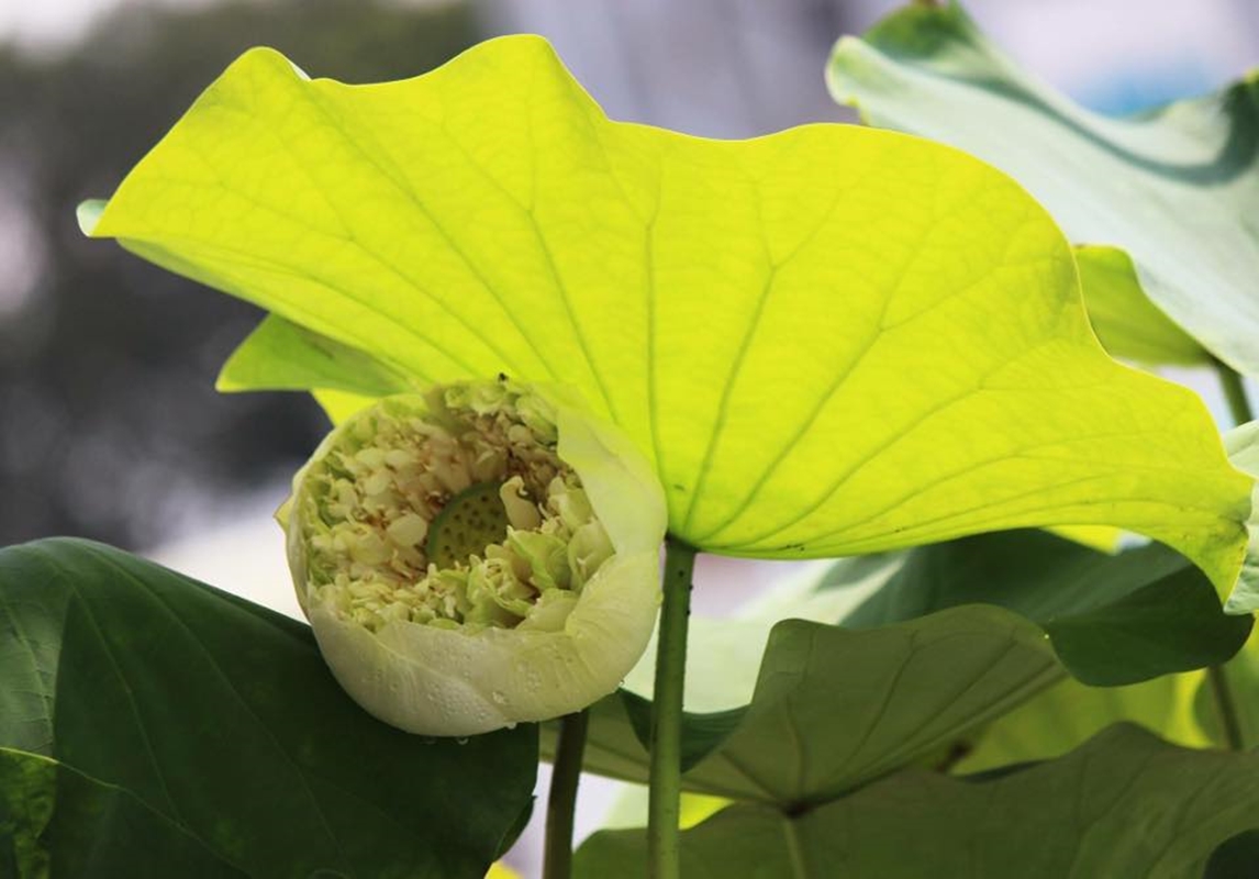 HẠT GIỐNG HOA SEN BÁCH DIỆP