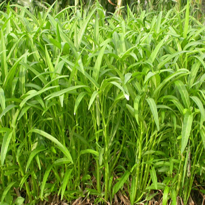 500g Hạt giống rau muống cao sản lá tre giá rẻ