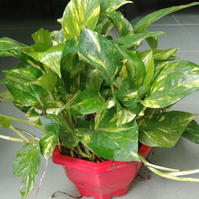 Cây trầu bà, giá siêu rẻ gfhgfh