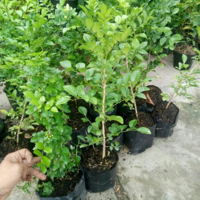 Combo 10 Cây hoa nguyệt quế con
