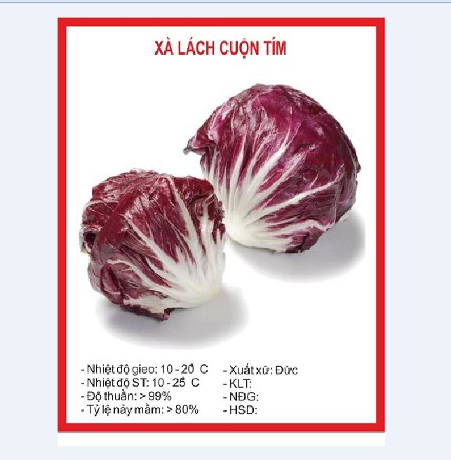 "Gói 0.2Gr=120Hạt " Hạt giống Rau Xà lách cuộn tím