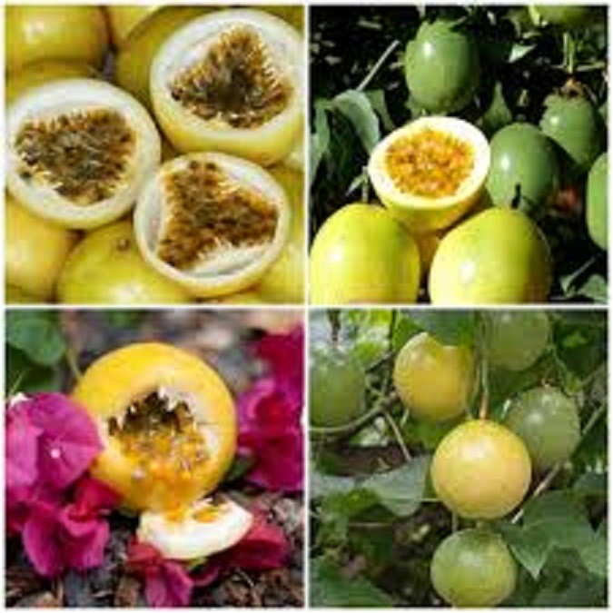 CÂY GIỐNG CHANH LEO VÀNG