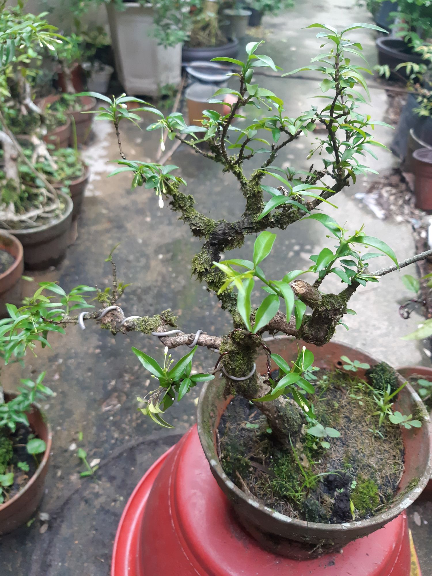 phôi mai chiếu thủy gân