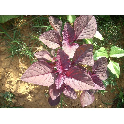 Hạt giống rau dền lá liễu đỏ - 1 gói 20gr