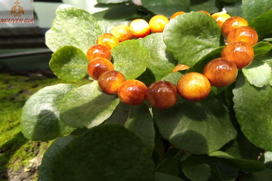 Vòng gỗ huyết rồng (huyết long) 12mm