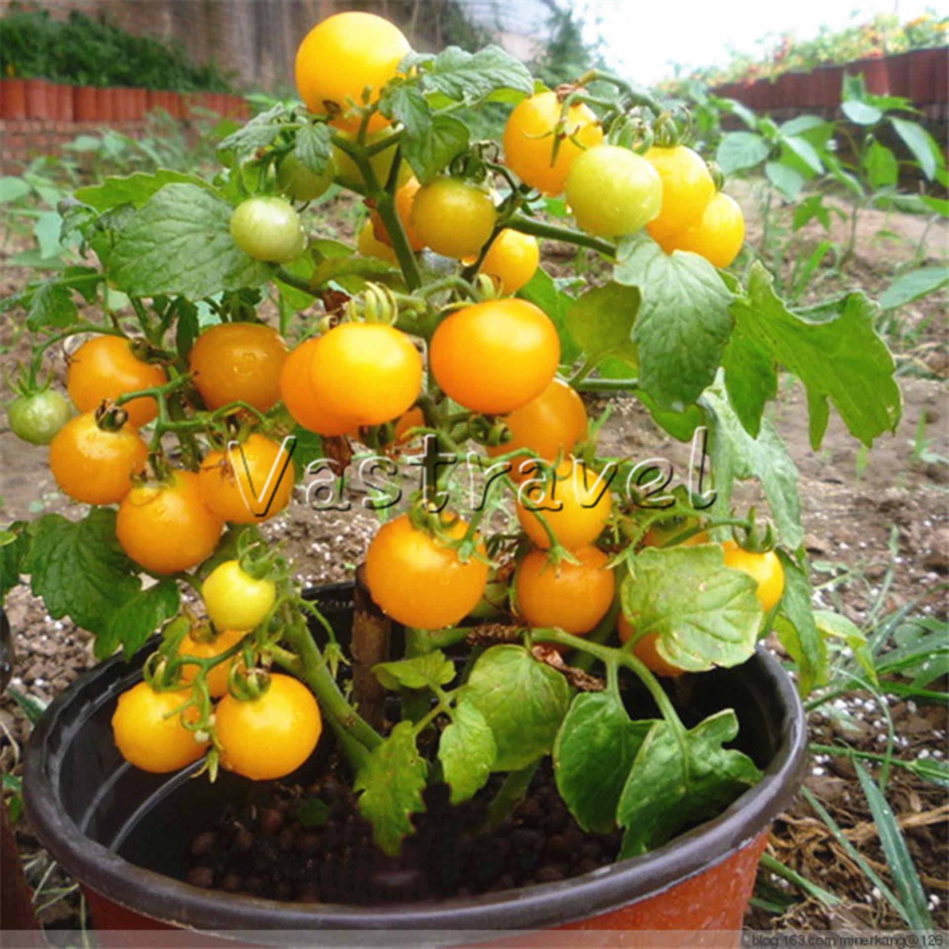 30 Hạt giống Cà chua bi lùn vàng (tặng Kích nẩy mầm, Hướng dẫn ươm)