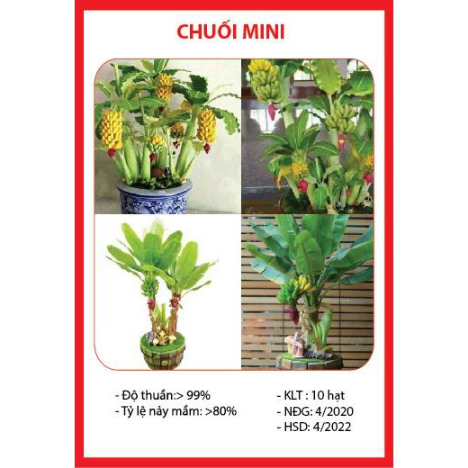 Hạt giống chuối mini - 10 hạt