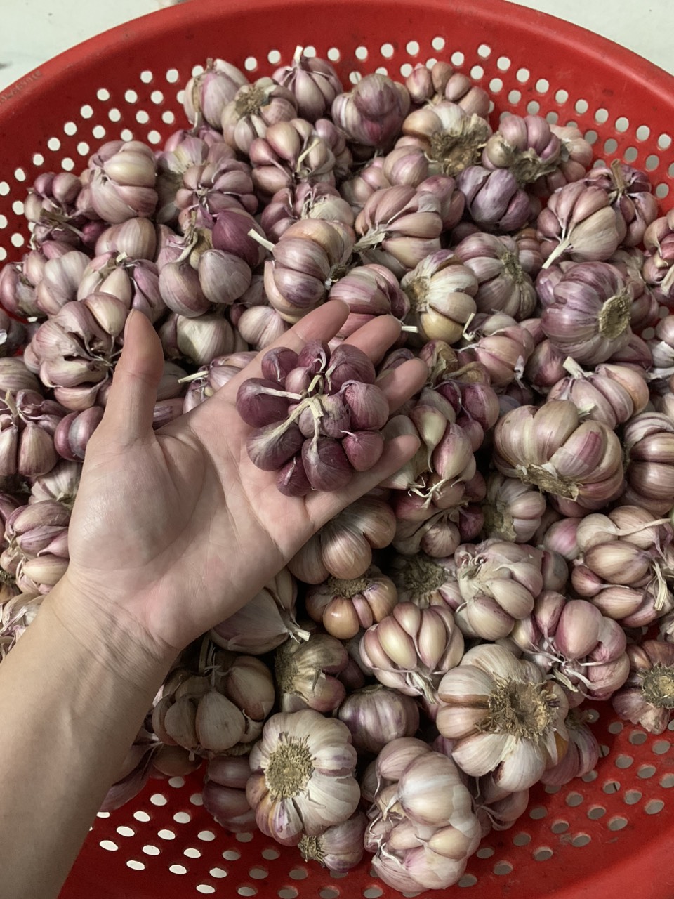 Free ship 1KG TỎI TÍM PHAN RANG ĐƯỢC LÀM SẠCH