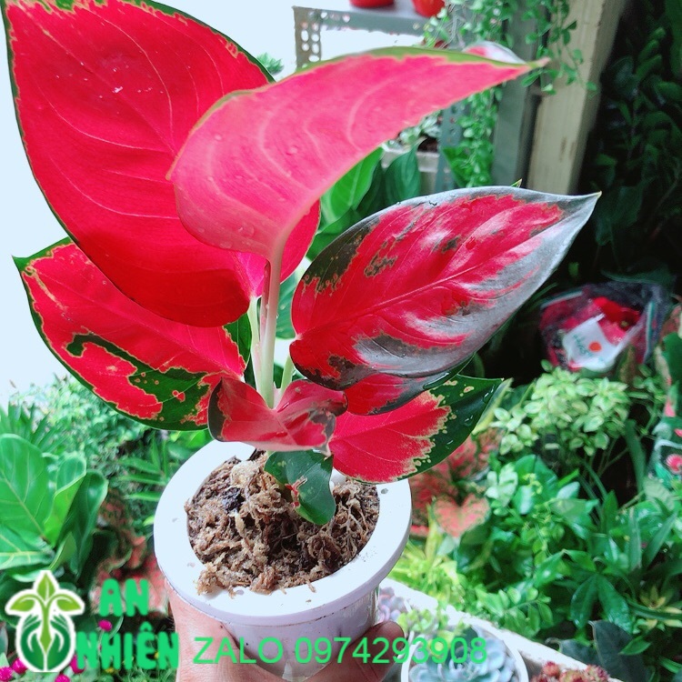 Cây phú quý đỏ kèm chậu thuỷ tinh