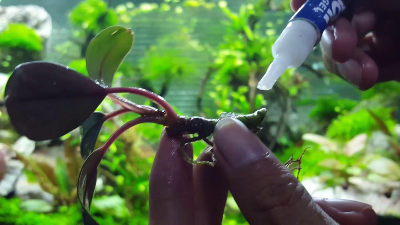 Keo dán rêu và cây thủy sinh vào đá và lũa