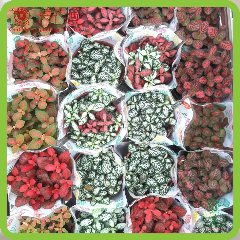 Cây cẩm nhung fittonia nhiều màu (chậu 5cm)