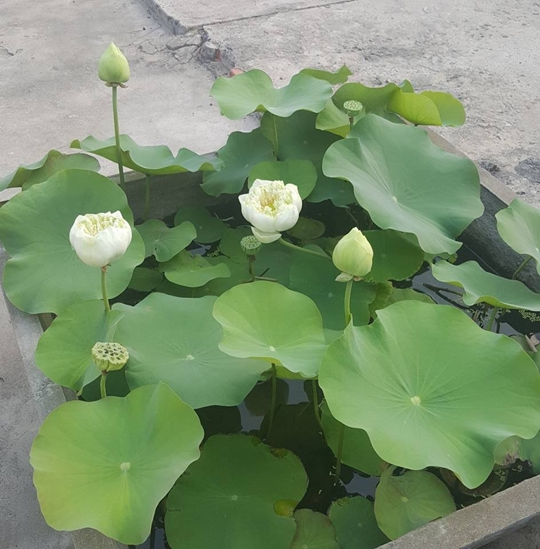 HẠT GIỐNG HOA SEN BÁCH DIỆP