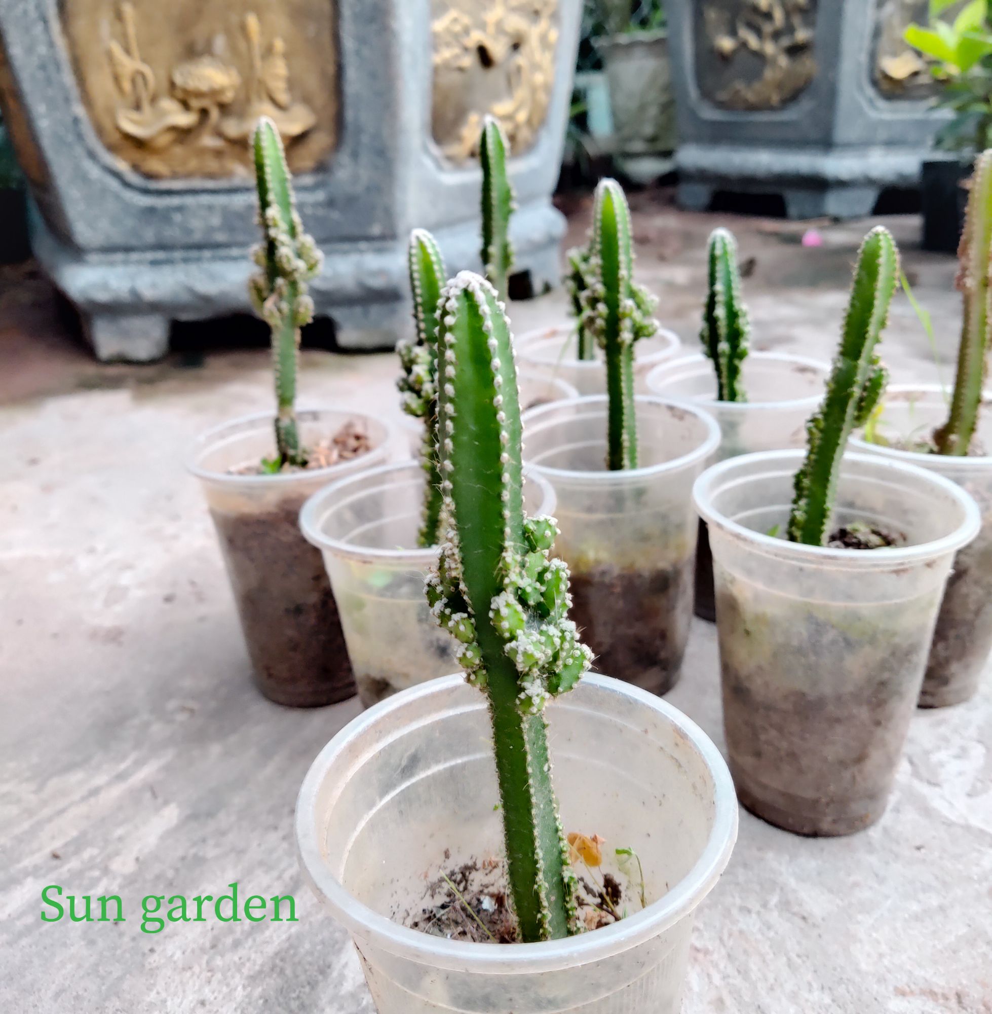 CÂY GIỐNG XƯƠNG RỒNG THÁP