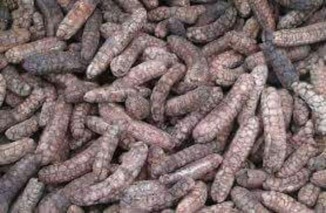 chuối hột rừng cao cấp 1kg