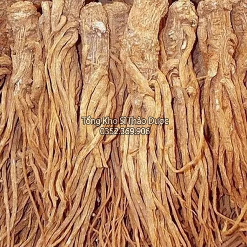 Sâm Đương Quy 500g (Củ Đương Quy)