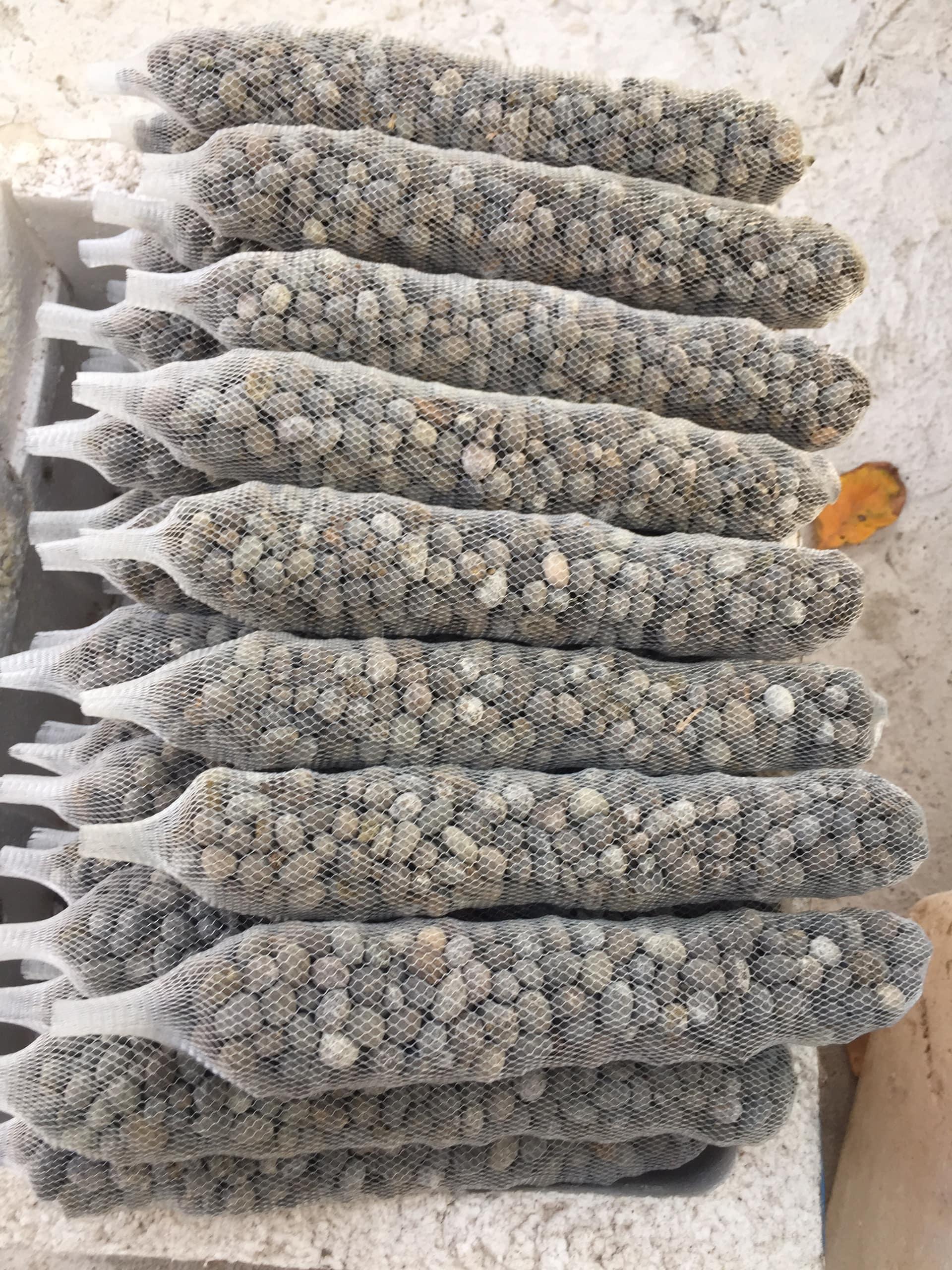 Combo 30 túi phân dê ủ nấm trichoderma dài 25cm
