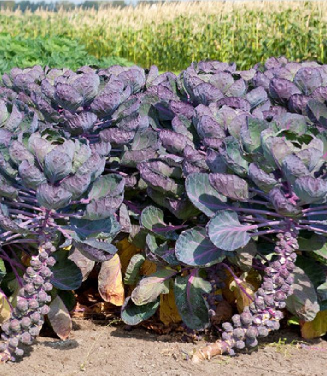 " Gói 50 "Hạt giống bắp cải tím mini ( bắp cải tí hon tím ) [Seeds]