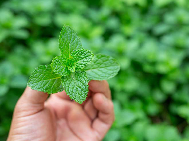 Bạc Hà Pepper Mint Thái - gói 200 hạt