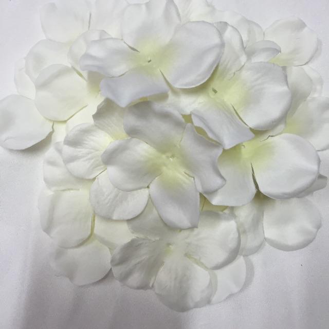 Cánh hoa cẩm tú cầu