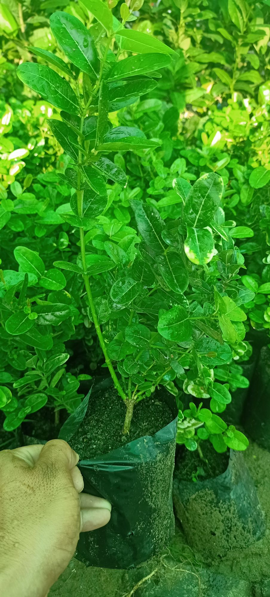 Cây siro giống
