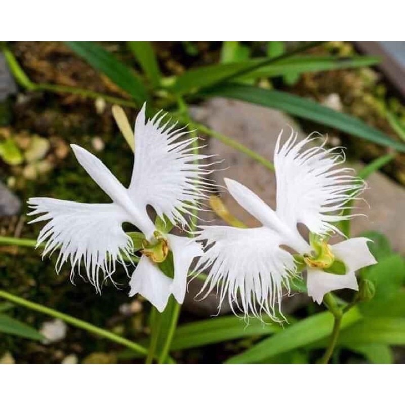 Hoa Lan bạch hạc Hải âu chơi Tết