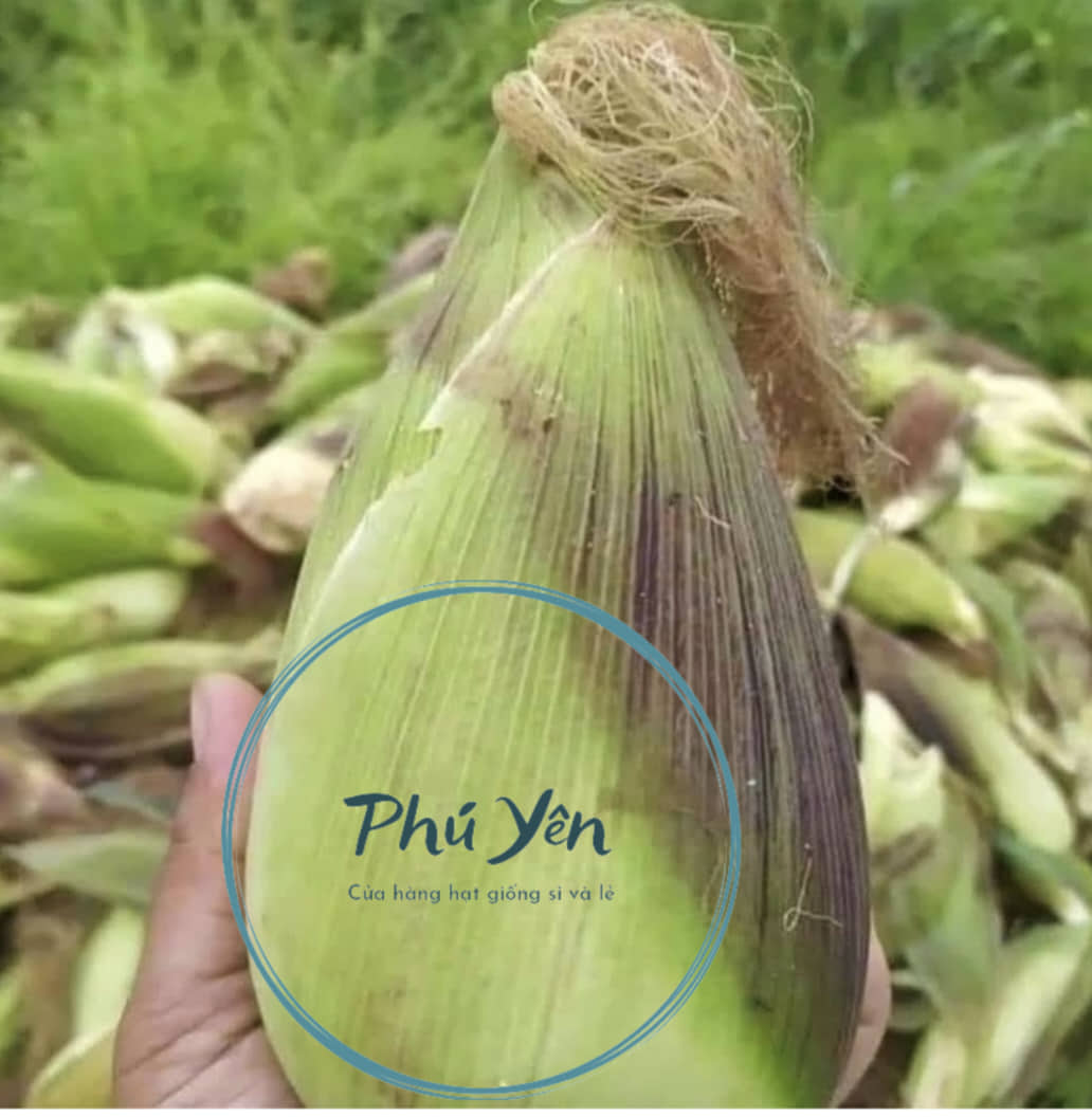 Hạt giống ngô nếp nù chính hãng gói 100 gram