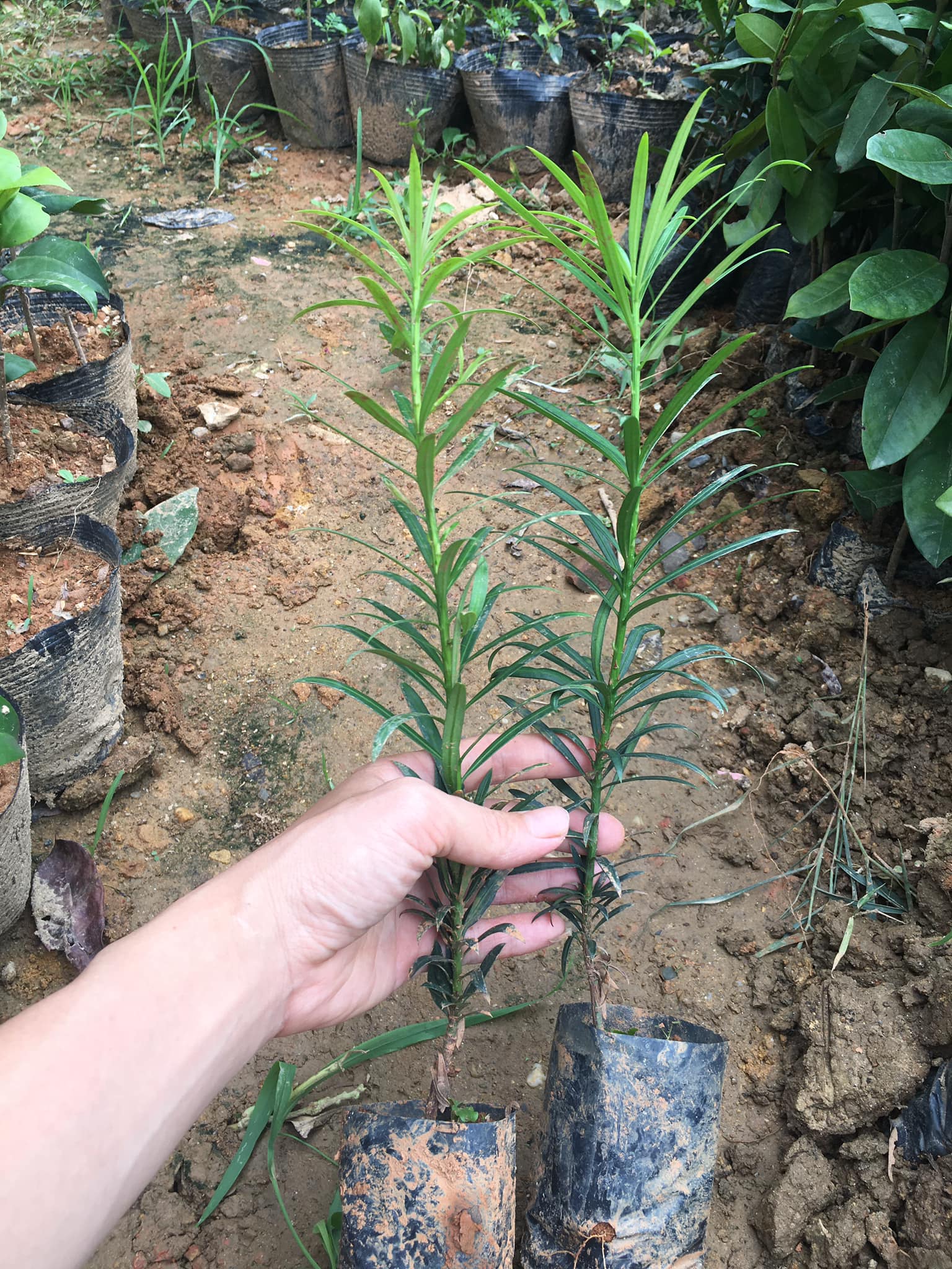 cây tùng la hán cao 30cm-feership từ 50k