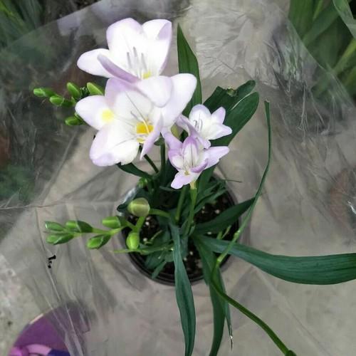 Củ giống hoa lan nam phi hoa màu trắng hồng - 1 củ