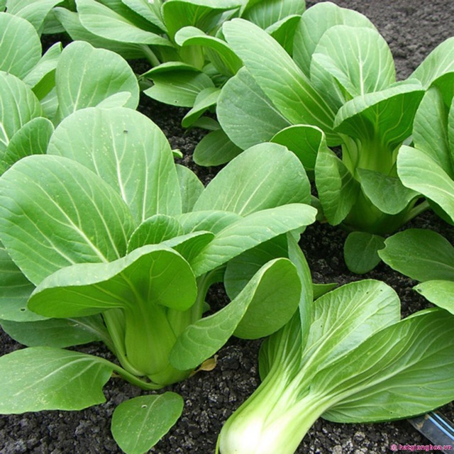 HẠT GIỐNG CẢI CHÍT (CẢI BẸ XANH) 50gr