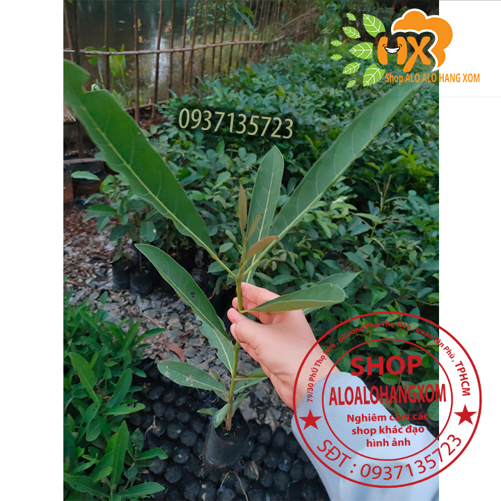 [HCM]cây hoa chuông vàng cây giống (combo 5 cây )