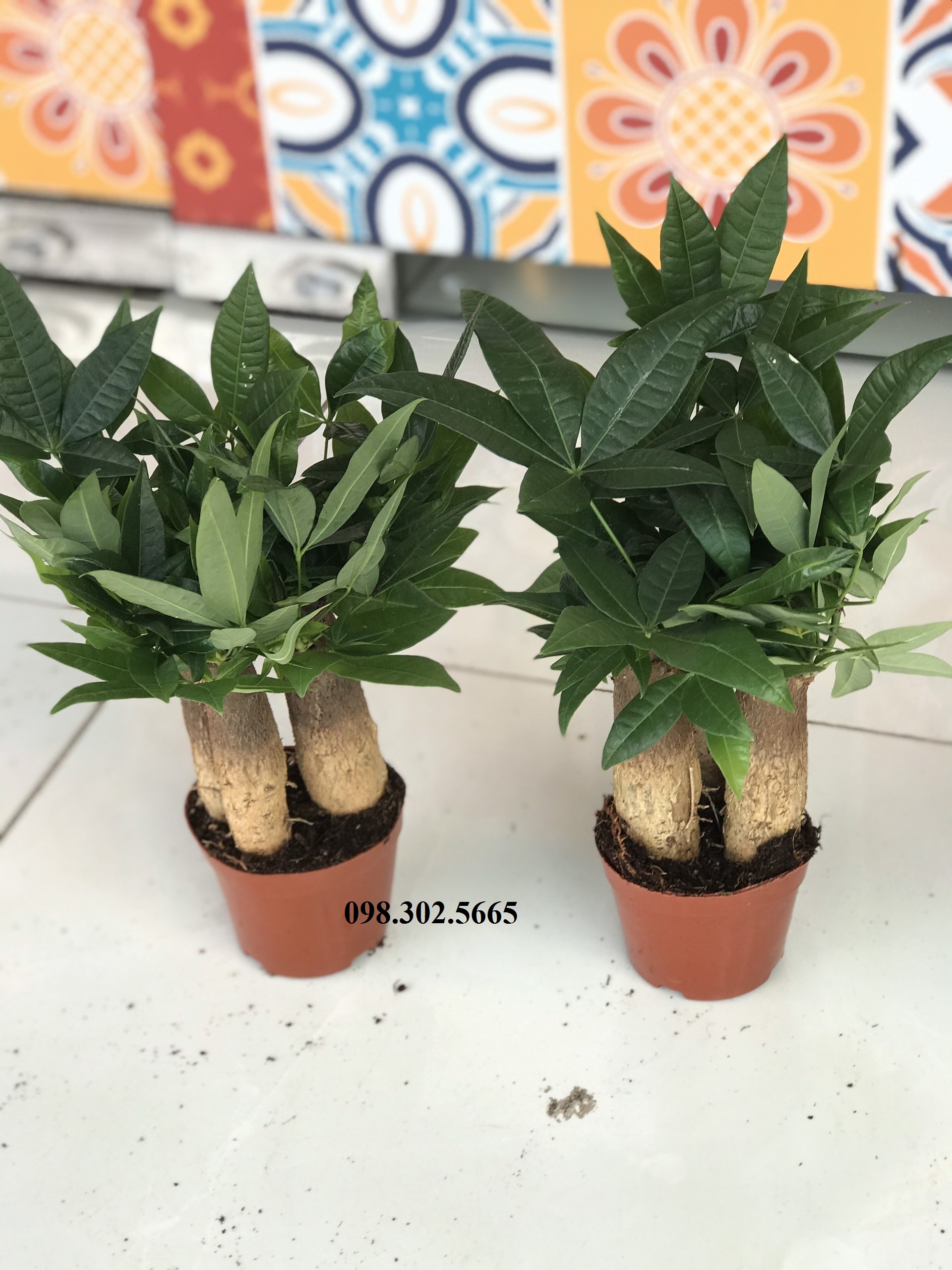 Chậu cây kim ngân để bàn 3 thân