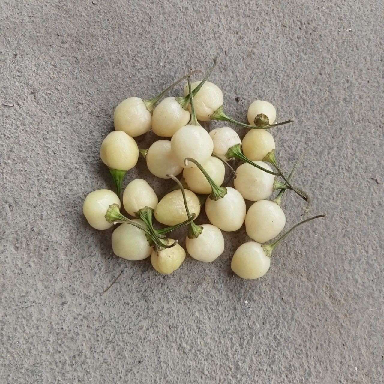 5 Hạt Giống Ớt Habanero White