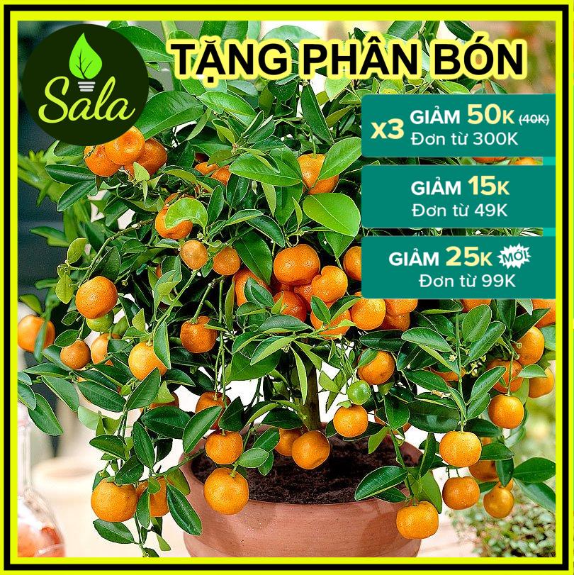 CÂY HẠNH - CÂY QUẤT - CÂY TẮC