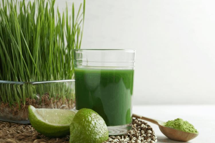 2Kg Hạt Giống Cỏ Lúa Mì / Lúa Mạch cho Mèo.