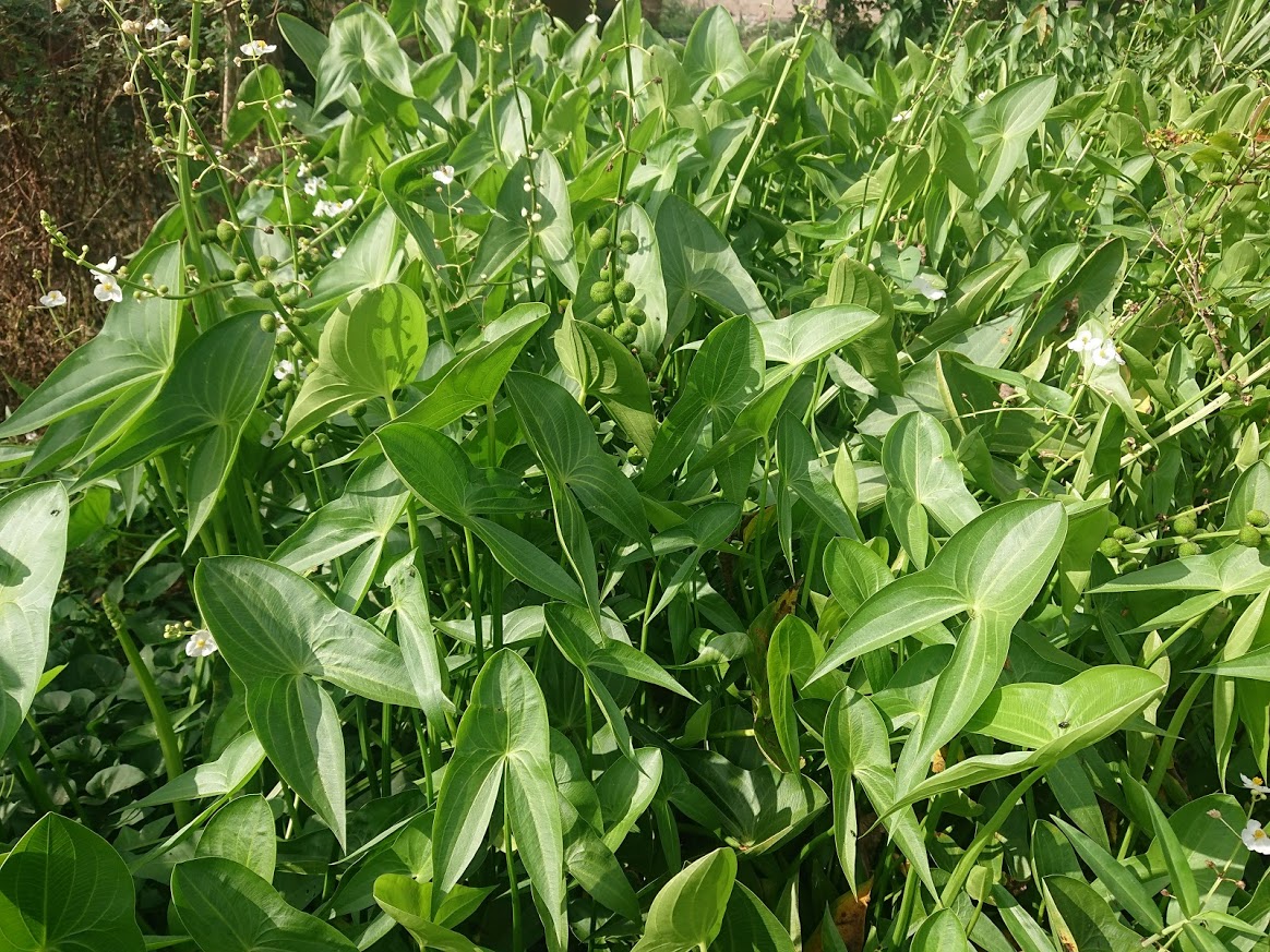 Hạt giống cây kèo nèo (gói 0.1gram)