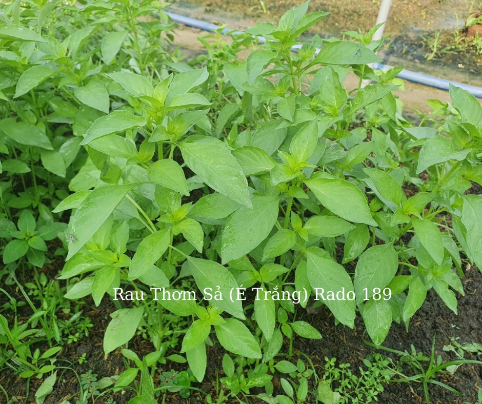 [HCM]Hạt giống lá é trắng (rau thơm sả)