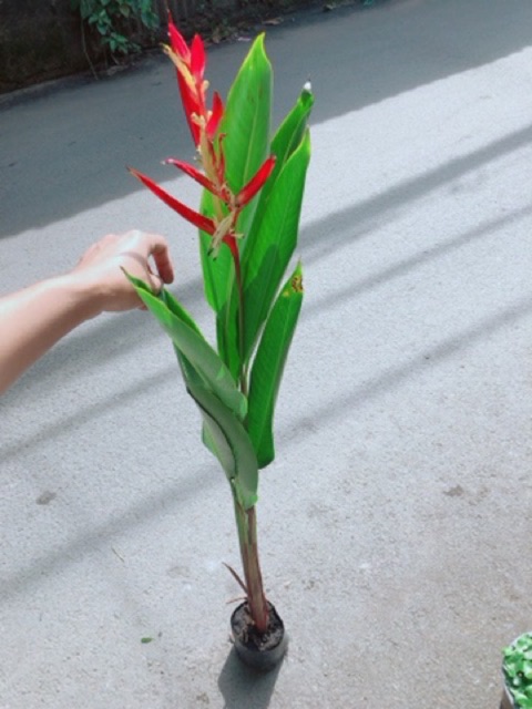 [HCM]Cây Chuối Mỏ Két