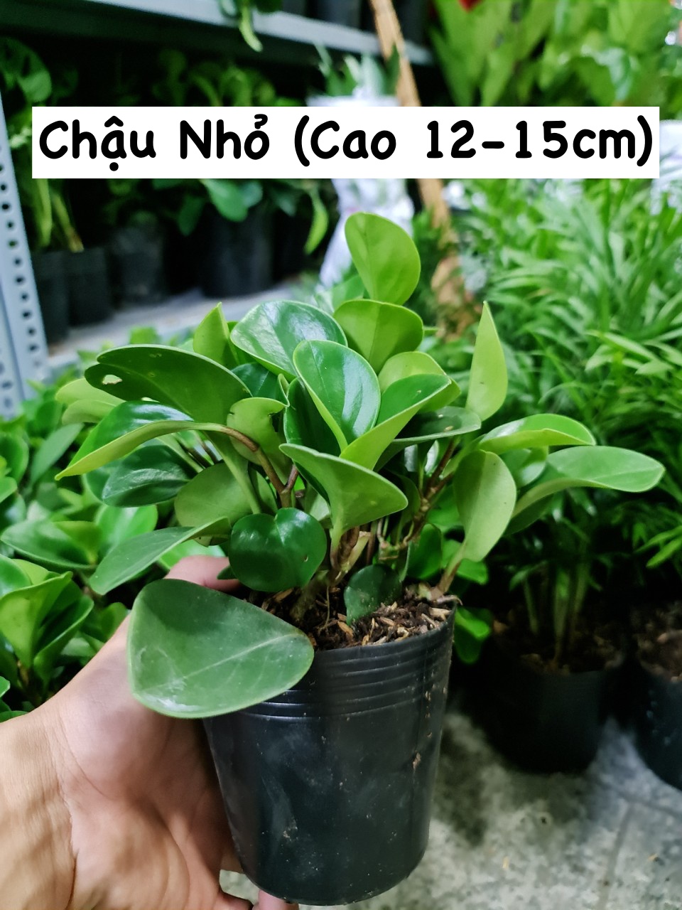 [Mua 2 giảm 15K ship] CÂY TRƯỜNG SINH ,(cao 12-15cm), cây phong thủy hút tài lộc để bàn mini GIÁ RẺ, lọc không khí, Cây Tươi Nguyên CTN0130