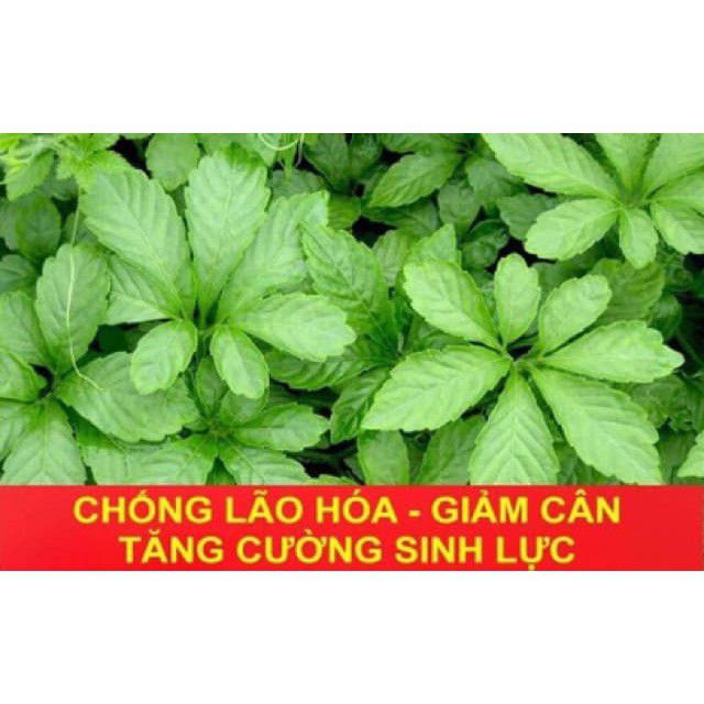 giảo cổ lam khô 7 lá sapa