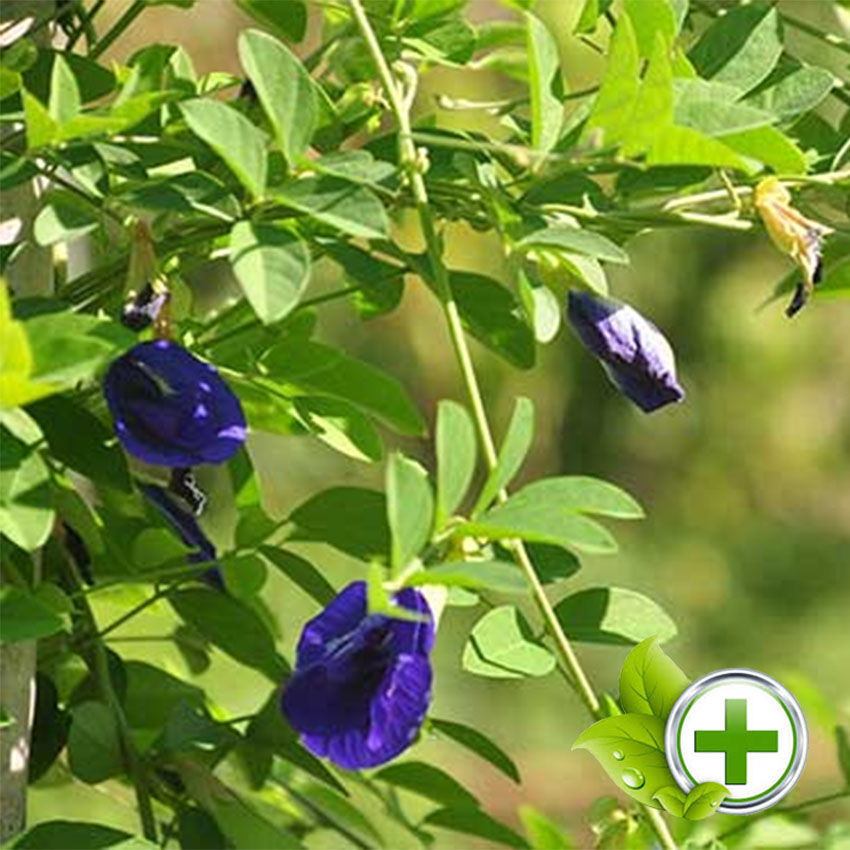 Trà Hoa Đậu Biếc ( Gói 100gram )